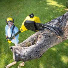 Professional Tree Care Services in Martin, SD