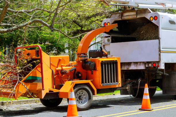 How Our Tree Care Process Works  in  Martin, SD